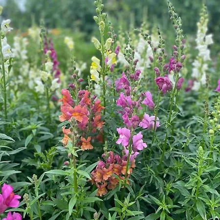 Farmen - Beautiful View Among Animals Ornebjerg