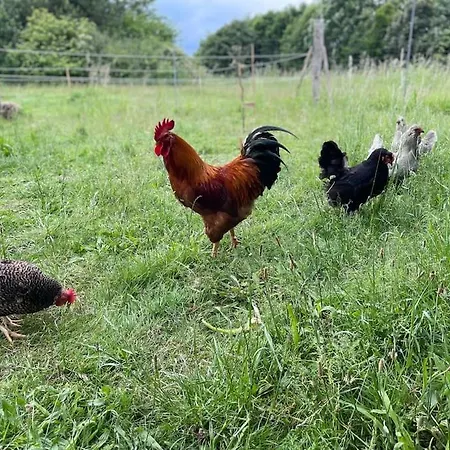 Apartment Farmen - Beautiful View Among Animals Ornebjerg